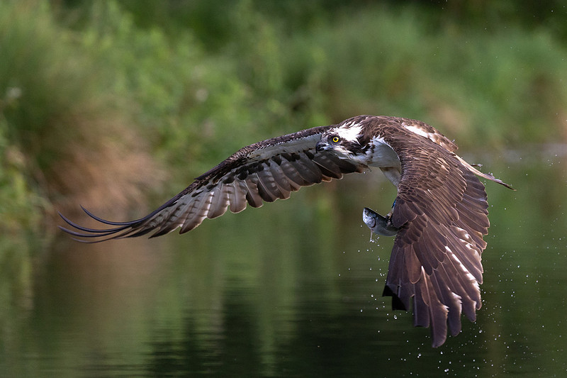 Osprey, Rutland May2025