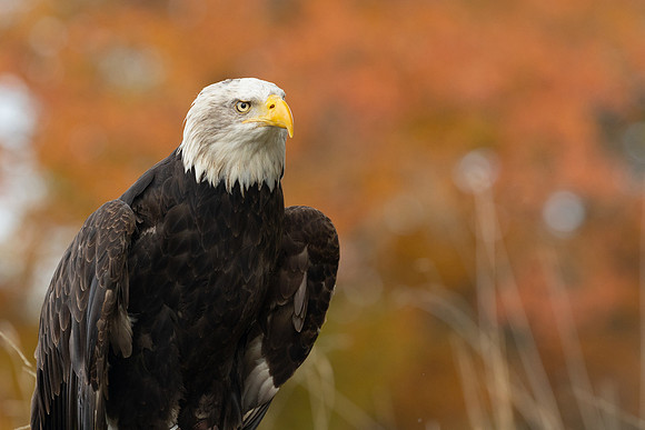 Hagley Falconry Centre