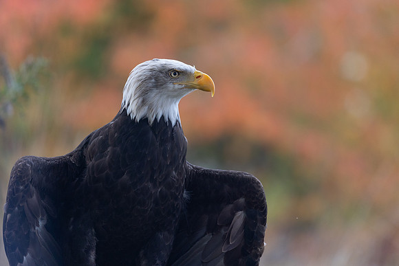 Hagley Falconry Centre