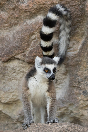 Ring Tailed Lemur, Anja Reserve